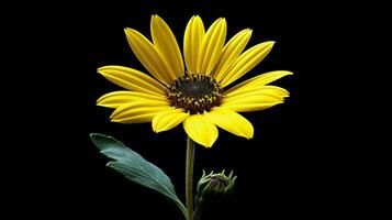 vibrante amarillo margarita un soltero flor en atención en negro foto