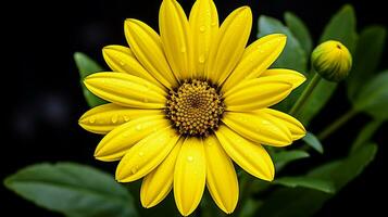 vibrant yellow daisy a single flower of beauty in nature photo