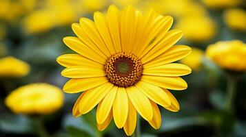 vibrant yellow daisy a single flower of beauty in nature photo