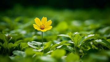 vibrante amarillo pétalos adornar soltero flor en lozano verde foto