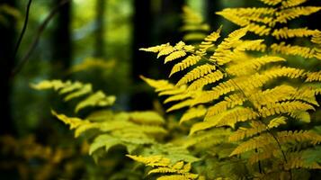 yellow autumn fern branches in green forest photo