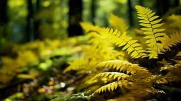 yellow autumn fern branches in green forest photo