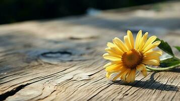 yellow daisy on wooden table bringing freshness photo