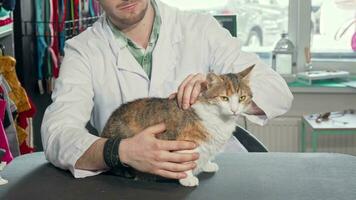 adorable gato sentado en examen mesa a veterinario oficina video