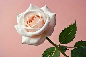 a white rose is shown against a pink background. AI-Generated photo