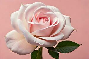 a single pink rose is shown against a pink background. AI-Generated photo