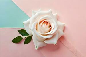 white rose on pink and blue background. AI-Generated photo