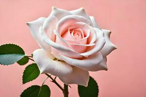 a single white rose is shown against a pink background. AI-Generated photo