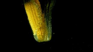 Corn falls underwater on a black background. Filmed on a highspeed camera at 1000 fps. High quality FullHD footage video