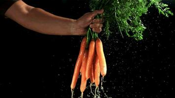 Carrots in the hands of a man with splashes of water. Filmed on a highspeed camera at 1000 fps. High quality FullHD footage video