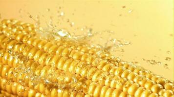 gotas de agua otoño en el maíz. filmado en un alta velocidad cámara a 1000 fps. alto calidad full HD imágenes video