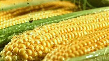 gotas de agua otoño en el maíz. filmado en un alta velocidad cámara a 1000 fps. alto calidad full HD imágenes video