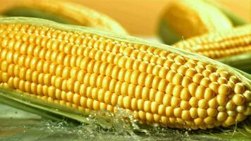 A cob of corn falls on a wet table. Filmed on a highspeed camera at 1000 fps. High quality FullHD footage video