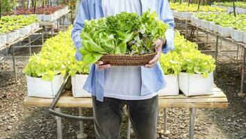 Man hold vegetables on rattan basket with vegetable farm background photo