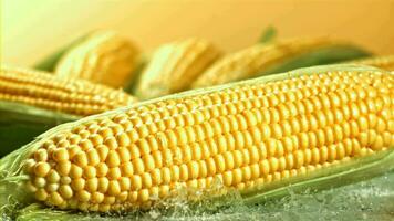 A cob of corn falls on a wet table. Filmed on a highspeed camera at 1000 fps. High quality FullHD footage video
