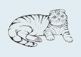 Scottish fold cat - hand drawn vector illustration. Flap-eared thoroughbred tabby kitten is lying. Realistic portrait housecat.