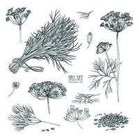 Dill set. Hand drawn sketch collection with greens, bunch, branch, flower, inflorescence, seeds. Vector illustration on white background.