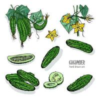 Set of different cucumber, on branch, flowering. Cuke slices, cut along, top view, from side. Colorful vector hand drawn illustration.