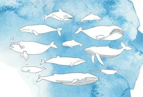 Different whale set. Hand drawn doodle illustrations collection on watercolor background. vector