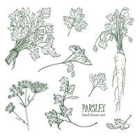 Parsley set. Hand drawn contour collection with greens, bunch, leaf, root, flower. Vector illustration.