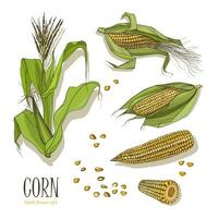 Set of corn plant. Colorful hand drawn collection maize. Vector illustration.