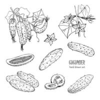 Set of different cucumber, on branch, flowering. Cuke slices, cut along, top view, from side. Contour vector hand drawn illustration on white background.