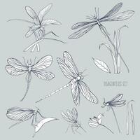 Set of various dragonflies in different poses. Monochrome hand drawn collection flying adder. Vector illustration.