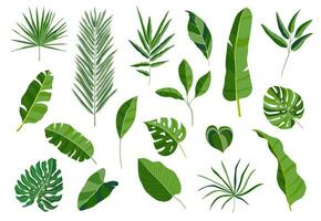 Set of tropical leaves. Different green leaf collection. Colorful vector illustration on white background in cartoon style.