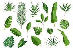 Set of tropical leaves. Different green leaf collection. Colorful vector illustration on white background in cartoon style.