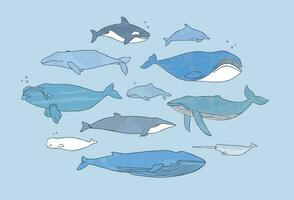 Different whale set. Hand drawn doodle illustration collection with texture. vector