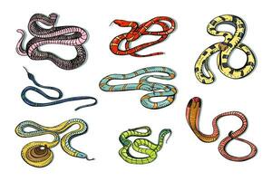 Set of various snake, viper, cobra and other. Colorful hand drawn collection serpent. Vector illustration.