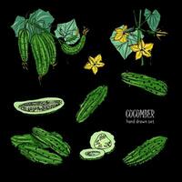 Set of different cucumber, on branch, flowering. Cuke slices, cut along, top view, from side. Colorful vector hand drawn illustration on black background.