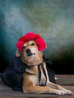 perro vestido para el día de el muerto con un flor corona en su cabeza foto