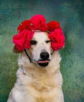 Dog with flower crown on his head sticking out his tongue and winking photo