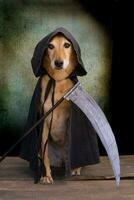 Dog dressed in black cape with hood and scythe photo