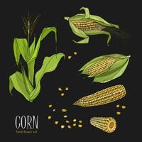 Set of corn plant. Colorful hand drawn collection maize. Vector illustration on black background.