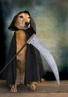 Dog dressed in black cape with hood and scythe photo