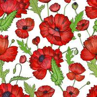 Seamless pattern with poppies. Colorful hand drawn background. vector