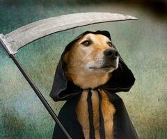 Dog dressed in black cape with hood and scythe photo