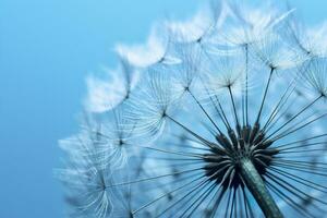 Close up of dandelion on the blue background. Generative AI photo