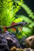 In the aquarium with plants and stones. The spinytail has a variety of color varieties including red, orange, yellow, blue and green. AI Generative photo