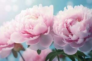 Beautiful pink large flowers peonies on a light blue turquoise background. Generative AI photo