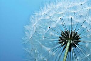 Close up of dandelion on the blue background. Generative AI photo