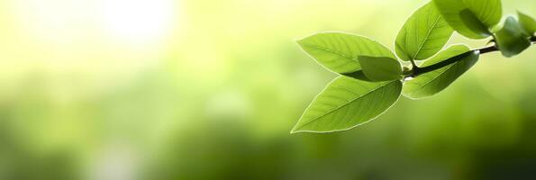 Close up of nature view green leaf on blurred greenery background. Generative AI photo