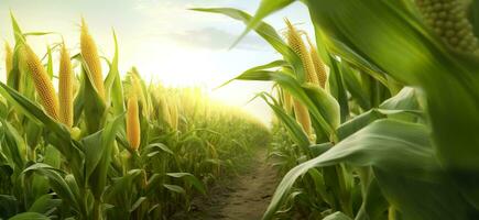 Closeup corn cobs in corn plantation field. Generative AI photo