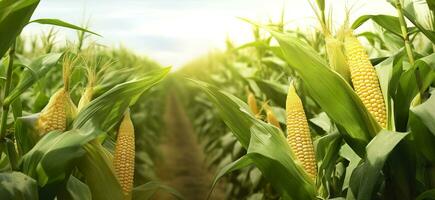 Closeup corn cobs in corn plantation field. Generative AI photo