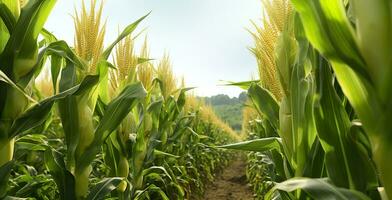 de cerca maíz mazorcas en maíz plantación campo. generativo ai foto