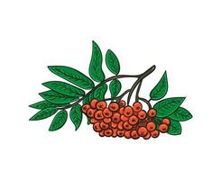 Branch with red rowan berries isolated on white background. Berries with leaves icon. Vector fruit illustration.