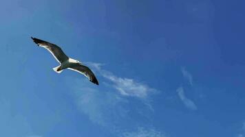 Bird Animal Seagulls Flying video