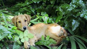 zoet dier bruin hond in natuur video